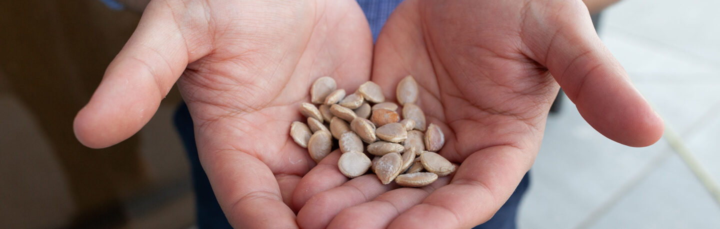 cupped hands with seeds